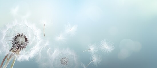 White dandelion seeds beautiful and fuzzy puff in the air isolated pastel background Copy space