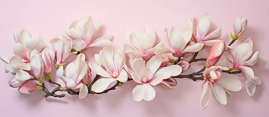 Gordijnen Lots of magnolia flowers isolated pastel background Copy space © HN Works