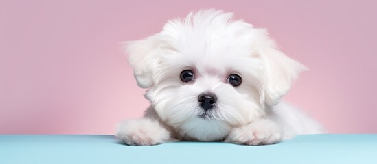 White Bichon Maltese alone against isolated pastel background Copy space looking stunning