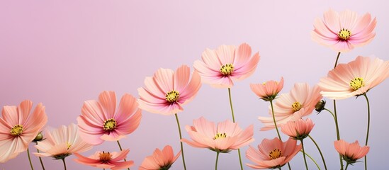 Stunning spring cosmos flowers set against isolated pastel background Copy space