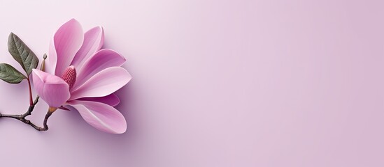 Fototapeta na wymiar Purple magnolia flower on a isolated pastel background Copy space with clipping path