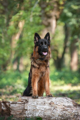 Beautiful german shepherd dog posing in the  park