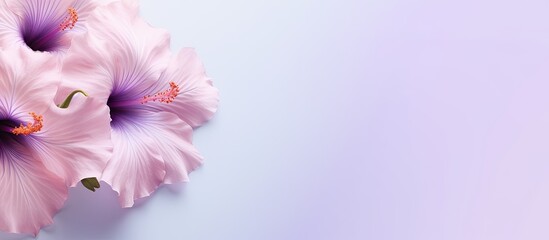 Petunia flower isolated on a isolated pastel background Copy space
