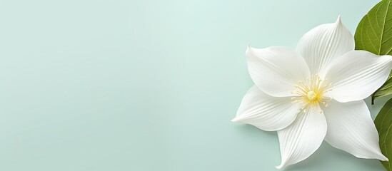 Trillium wildflower stands alone on a isolated pastel background Copy space
