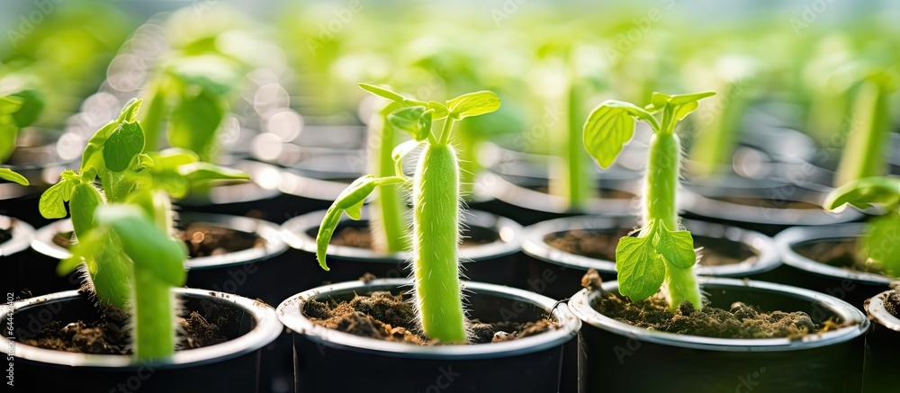 Poster selective focus and shallow depth of field capture the sprouting of young cucumber seedlings in plas
