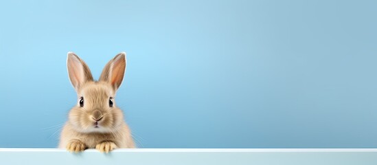 Fototapeta na wymiar Small bunny alone against isolated pastel background Copy space
