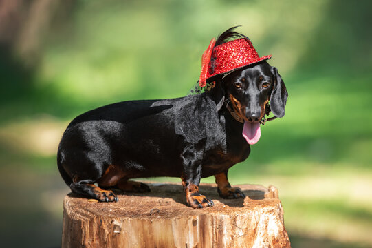 funny Portrait of a standart dachshund wearing a hat  in the park
