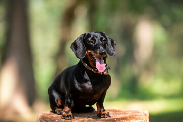 Portrait of a short haired black and tan miniature dachshund looking at the camera outdoors on a sunny day