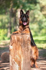 Beautiful german shepherd dog posing in the  park
