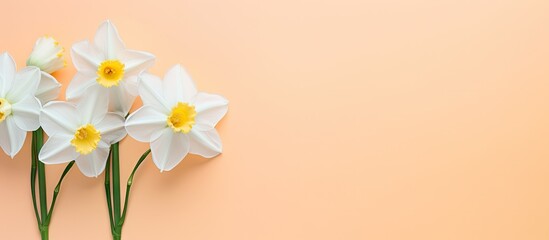 White and yellow narcissus with isolated pastel background Copy space fully focused including clipping path