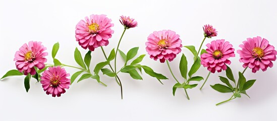 White isolated pink zinnia bloom isolated pastel background Copy space