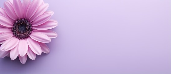 Solo violet bloom isolated pastel background Copy space