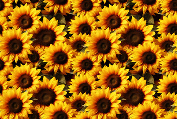 Vibrant Sunflower Rows. Seamless Repeatable Background.