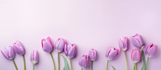 Purple tulips in a isolated pastel background Copy space