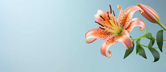 tiger lilys flower on isolated pastel background Copy space - obrazy, fototapety, plakaty