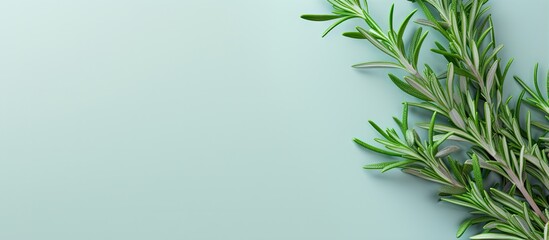 Rosemary branch on a isolated pastel background Copy space fresh and aromatic