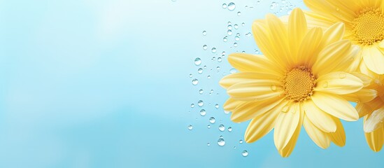Rain of yellow flowers isolated pastel background Copy space