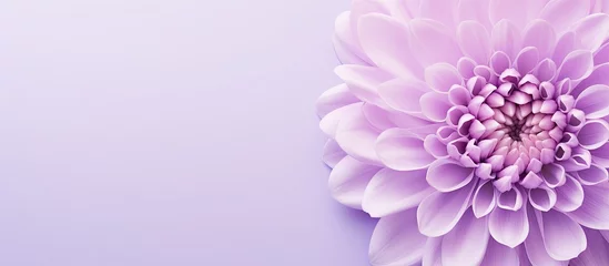 Schilderijen op glas Lilac flower petals isolated on a isolated pastel background Copy space © HN Works