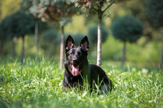 german shepherd dog