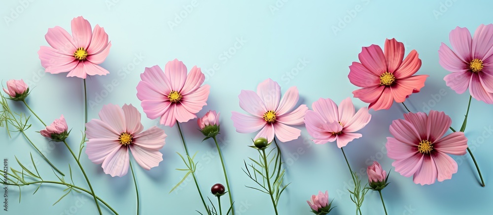 Wall mural stunning spring cosmos flowers set against isolated pastel background copy space