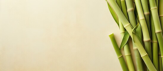Sugarcane against isolated pastel background Copy space