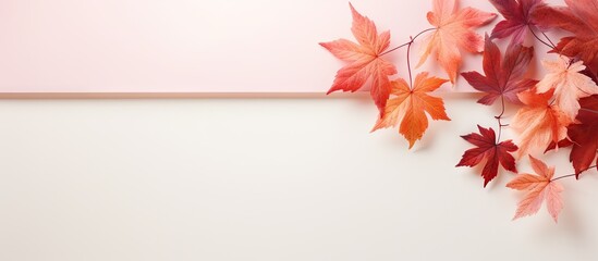 Obraz premium Maple leaves during autumn against isolated pastel background Copy space