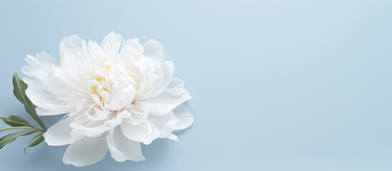 Studio photo of a black isolated White Peony flower isolated pastel background Copy space