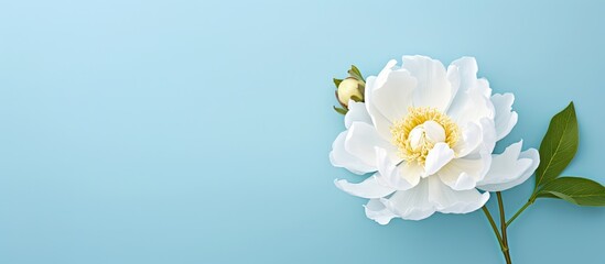 Studio photo of a black isolated White Peony flower isolated pastel background Copy space