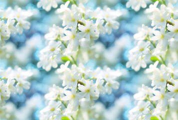Pure White Jasmine Blossoms Up Close. Seamless Repeatable Background.