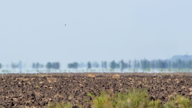 Mirage above farmland in scorching heat. Abnormal heat creates amazing optical phenomenon - mirage. Trees on horizon seem to be floating in water. Global warming and climate change concept video
