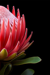 Beautiful Protea Flower against a black background.