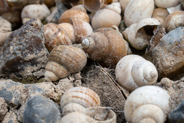 The Freshwater snail on the banks of the river