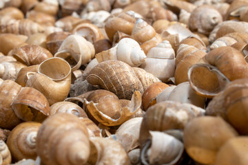 The Freshwater snail on the banks of the river