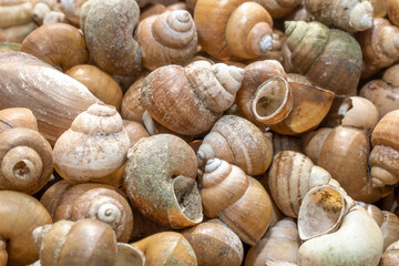 The Freshwater snail on the banks of the river