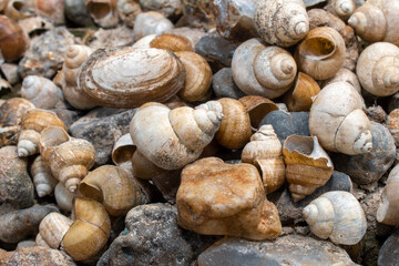 The Freshwater snail on the banks of the river