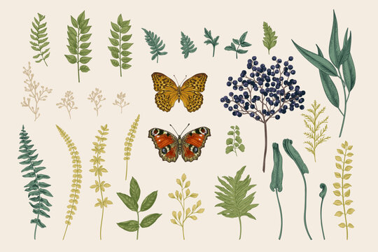 Set with leaves, elderberries and butterflies. Vintage botanical illustration. Vector plant elements.