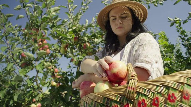 The gardener plucks apples from the tree and puts them in a basket. A woman harvests fruit in a garden on a farm. High quality 4k footage