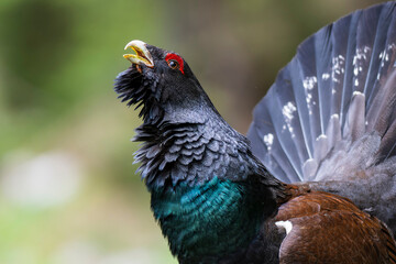 Western capercaillie (Tetrao urogallus) in the forest in Prevalje region, in Slovenia