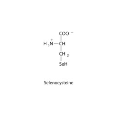 Selenocysteine skeletal forumal. Amino acid derivative structure diagram on on white background.