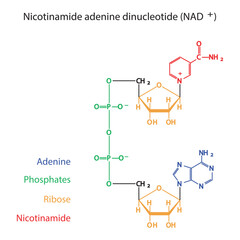 Structure of NAD+ (Nicotinamide adenine dinucleotide) showing nicotinamide, ribose and phosphate - biomolecule, skeletal structure diagram on on white background. Scientific diagram vector 