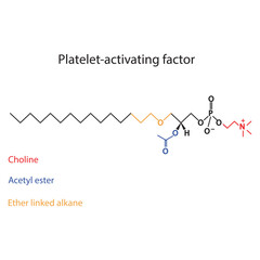 Structure of PAF (Platelet activating factor) showing choline, acetyl ester and ether linked alkane - biomolecule, skeletal structure diagram on on white background. Scientific diagram vector 