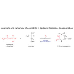 Biotransformation of Aspratate and carbamoyl phosphate to N-Carbamoylaspratate via enzymatic synthesis. Skeletal formula diagram showing metabolism of biochemical molecules for science and education. 