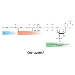 Structure of Coenzyme A showing β-Mercaptoethylamine, Pantothenic acid and 3P-ADP - biomolecule, co factor skeletal structure diagram on on white background. Scientific diagram vector illustration.