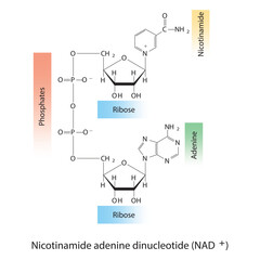 Structure of NAD+ (Nicotinamide adenine dinucleotide) showing nicotinamide, ribose and phosphate - biomolecule, skeletal structure diagram on on white background. Scientific diagram vector 