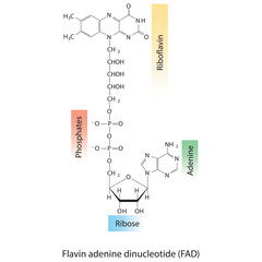 Structure of FAD (Flavin Adenine Dinucleotide) showing nicotinamide, riboflavin and phosphate - biomolecule, skeletal structure diagram on on white background. Scientific diagram vector illustration.