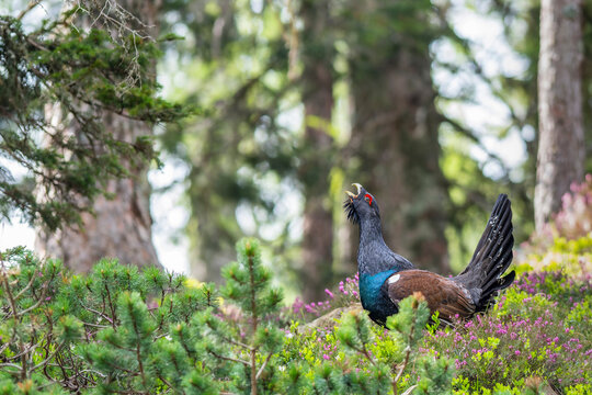 Western capercaillie (Tetrao urogallus) in the forest in Prevalje region, in Slovenia