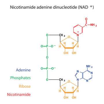 Structure of NAD+ (Nicotinamide adenine dinucleotide) showing nicotinamide, ribose and phosphate - biomolecule, skeletal structure diagram on on white background. Scientific diagram vector 