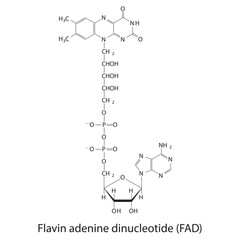 Structure of FAD (Flavin Adenine Dinucleotide) biomolecule, skeletal structure diagram on on white background. Scientific diagram vector illustration.