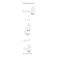 Biotransformation of ATP to AMP via enzymatic synthesis and hydrolysis. Skeletal formula diagram showing metabolism of biochemical molecules for science and education.  vertical orientation.