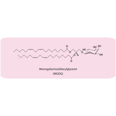 Monogalactosyldiacylglycerol (MGDG) molecular strcuture vector illustration. Scientific diagram of chloroplast memebrane component on on pink background. Vector illustration.